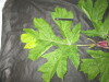 Thumbnail IMG_1904.JPG 