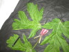 Thumbnail IMG_1905.JPG 