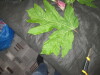 Thumbnail IMG_1906.JPG 