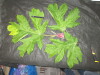 Thumbnail IMG_1907.JPG 