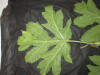 Thumbnail IMG_1908.JPG 