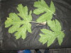 Thumbnail IMG_1909.JPG 