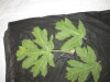Thumbnail IMG_1910.JPG 