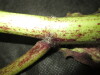 Thumbnail IMG_1911.JPG 