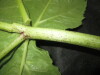 Thumbnail IMG_1912.JPG 