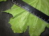 Thumbnail IMG_1913.JPG 