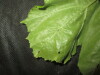 Thumbnail IMG_1914.JPG 