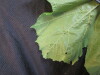 Thumbnail IMG_1915.JPG 