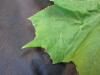 Thumbnail IMG_1917.JPG 