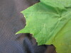 Thumbnail IMG_1918.JPG 