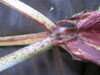 Thumbnail IMG_1919.JPG 