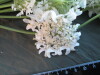 Thumbnail IMG_1920.JPG 