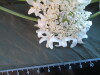 Thumbnail IMG_1921.JPG 
