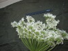 Thumbnail IMG_1923.JPG 