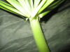 Thumbnail IMG_1924.JPG 