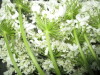 Thumbnail IMG_1925.JPG 