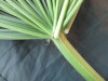 Thumbnail IMG_1926.JPG 