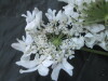 Thumbnail IMG_1927.JPG 