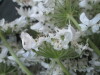 Thumbnail IMG_1928.JPG 