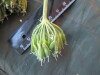 Thumbnail IMG_1929.JPG 