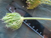 Thumbnail IMG_1930.JPG 