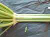 Thumbnail IMG_1931.JPG 