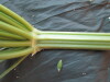 Thumbnail IMG_1932.JPG 