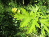 Thumbnail IMG_1661.JPG 