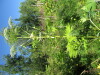 Thumbnail IMG_1663.JPG 