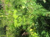 Thumbnail IMG_1665.JPG 