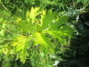 Thumbnail IMG_1666.JPG 