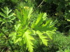 Thumbnail IMG_1667.JPG 