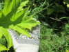 Thumbnail IMG_1668.JPG 