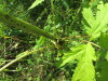 Thumbnail IMG_1669.JPG 