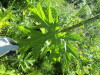 Thumbnail IMG_1670.JPG 