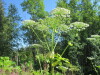 Thumbnail IMG_1672.JPG 