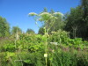 Thumbnail IMG_1673.JPG 