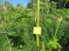 Thumbnail IMG_1674.JPG 