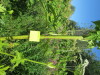 Thumbnail IMG_1675.JPG 