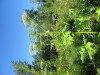 Thumbnail IMG_1681.JPG 