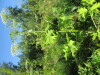 Thumbnail IMG_1682.JPG 