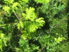 Thumbnail IMG_1683.JPG 