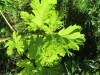 Thumbnail IMG_1684.JPG 