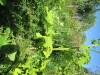 Thumbnail IMG_1685.JPG 