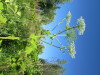 Thumbnail IMG_1686.JPG 