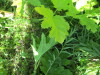 Thumbnail IMG_1687.JPG 