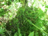 Thumbnail IMG_1688.JPG 