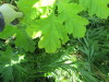 Thumbnail IMG_1689.JPG 