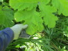 Thumbnail IMG_1690.JPG 