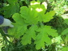 Thumbnail IMG_1691.JPG 
